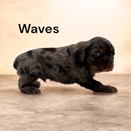 puppy, for, sale, Cocker Spaniel, Joe & Cherri  Overlease, dog, breeder, Miller, MO, dog-breeder, puppy-for-sale, forsale, nearby, find, puppyfind, locator, puppylocator, aca